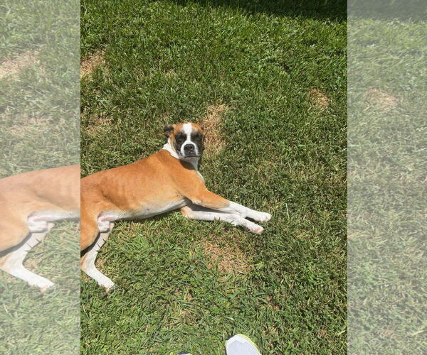 Medium Photo #6 Boxer Puppy For Sale in  Katy, TX, USA