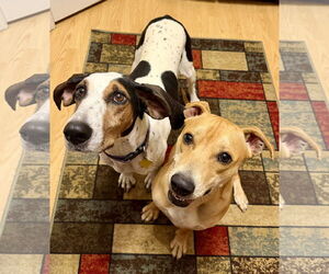 Suzie Q - Female Treeing Walker Coonhound Dog for Adoption - Photo #5