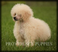 Small Photo #69 Poodle (Miniature) Puppy For Sale in COPPOCK, IA, USA