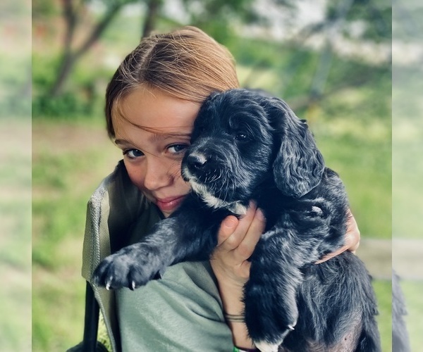 Medium Photo #1 Bernedoodle-Golden Retriever Mix Puppy For Sale in BEULAH, MI, USA