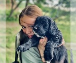 Small Photo #1 Bernedoodle-Golden Retriever Mix Puppy For Sale in BEULAH, MI, USA