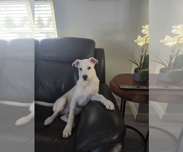 Medium Photo #9 Labrenees Puppy For Sale in Lakewood, CO, USA