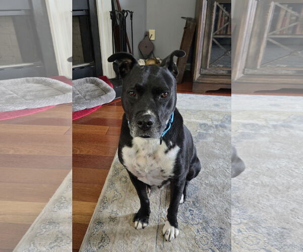 Medium Photo #8 American Pit Bull Terrier-Unknown Mix Puppy For Sale in Rockaway, NJ, USA