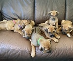Small Rhodesian Ridgeback
