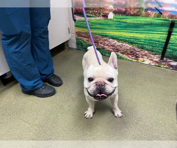 Medium Photo #1 French Bulldog-Unknown Mix Puppy For Sale in Moreno Valley, CA, USA