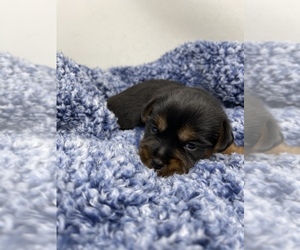 Morkie Puppy for sale in HADDAM, CT, USA