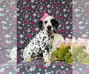 Dalmatian Puppy for sale in QUARRYVILLE, PA, USA