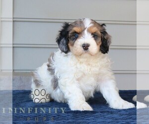 Bernedoodle (Miniature) Puppy for sale in NARVON, PA, USA