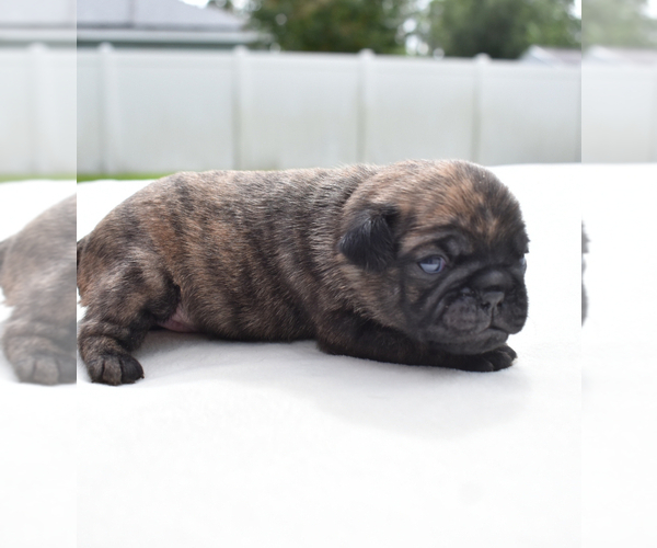 Medium Photo #3 Pug Puppy For Sale in PALM COAST, FL, USA