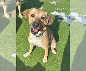 Labrador Retriever-Unknown Mix Dogs for adoption in Tabernash, CO, USA