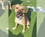 Mingo - Female Labrador Retriever-Unknown Mix Dog for Adoption - Small photo