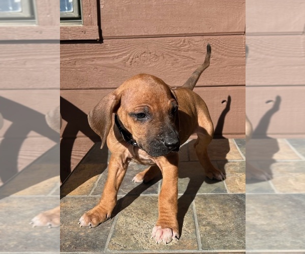 Medium Photo #4 Rhodesian Ridgeback Puppy For Sale in FAIRPLAY, CO, USA