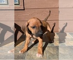 Small #3 Rhodesian Ridgeback