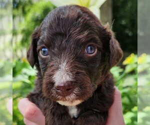 F2 Aussiedoodle Puppy for sale in COLUMBIA, TN, USA