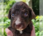 Image preview for Ad Listing. Nickname: Pluto