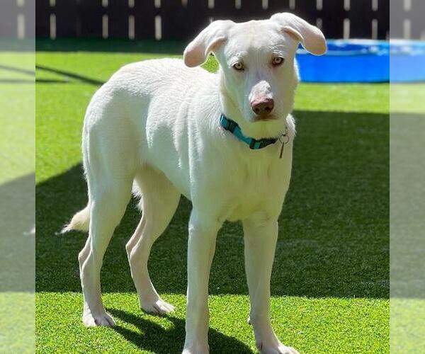 Medium Photo #3 Labrador Retriever-Unknown Mix Puppy For Sale in San Diego, CA, USA