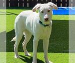 Small Photo #3 Labrador Retriever-Unknown Mix Puppy For Sale in San Diego, CA, USA