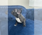 Small Photo #42 French Bulldog Puppy For Sale in DENVER, CO, USA