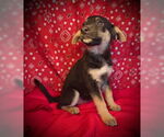 Small #1 Australian Kelpie Mix