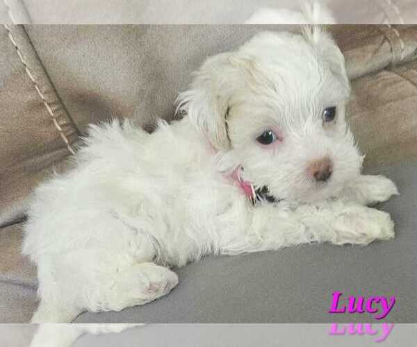 Medium Photo #1 Maltipoo (Toy) Puppy For Sale in PALM COAST, FL, USA