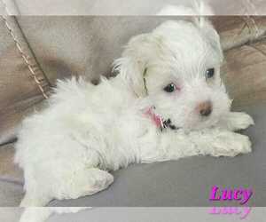 Maltipoo (Toy) Puppy for sale in PALM COAST, FL, USA