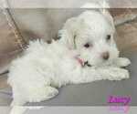 Small Maltipoo (Toy)
