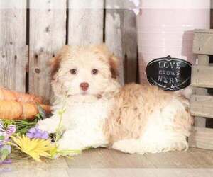 Havanese Puppy for sale in MOUNT VERNON, OH, USA