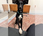 Small #5 Mutt