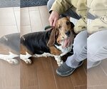 Small Photo #4 Basset Hound Puppy For Sale in Brookville, OH, USA