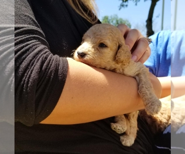 Medium Photo #1 Goldendoodle Puppy For Sale in LANNON, WI, USA