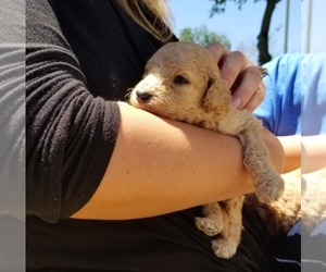 Goldendoodle Puppy for sale in LANNON, WI, USA