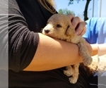 Small Photo #1 Goldendoodle Puppy For Sale in LANNON, WI, USA