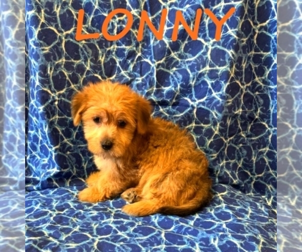 Medium Photo #2 Snorkie Puppy For Sale in HARTLAND, MN, USA
