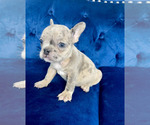 Small Photo #4 French Bulldog Puppy For Sale in KANSAS CITY, MO, USA