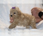 Small #20 Poodle (Toy)