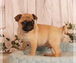 Pug Puppy for sale in PENNS CREEK, PA, USA