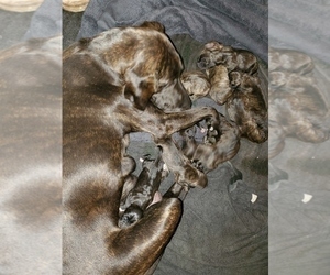 Mother of the Plott Hound puppies born on 09/01/2021