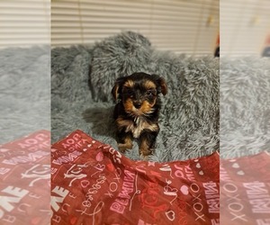 Yorkshire Terrier Puppy for sale in EDGEMOOR, SC, USA