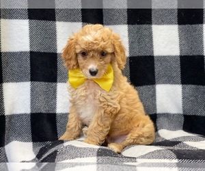 Goldendoodle (Miniature) Dog for Adoption in LAKELAND, Florida USA