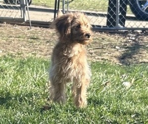 Cavapoo Puppy for sale in BERKLEY, MI, USA