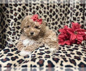 Bichpoo Puppy for sale in LAKELAND, FL, USA