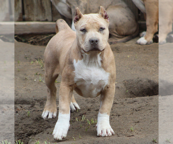 Medium Photo #11 American Bully Puppy For Sale in BAKERSFIELD, CA, USA
