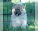 Small Photo #24 Chow Chow Puppy For Sale in WARSAW, IN, USA