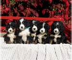 Small Photo #2 Bernedoodle Puppy For Sale in MYERSTOWN, PA, USA