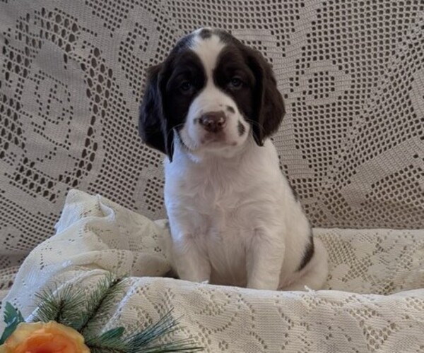 Medium Photo #3 English Springer Spaniel Puppy For Sale in OWEN, WI, USA