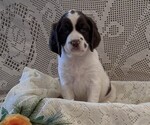 Small #2 English Springer Spaniel