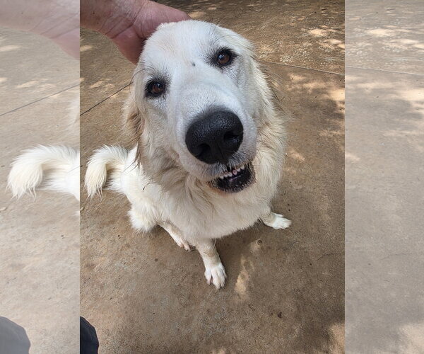 Medium Photo #1 Great Pyrenees-Unknown Mix Puppy For Sale in Thomasville, NC, USA