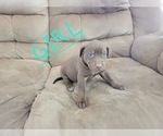 Puppy 5 Catahoula Leopard Dog-Labrador Retriever Mix