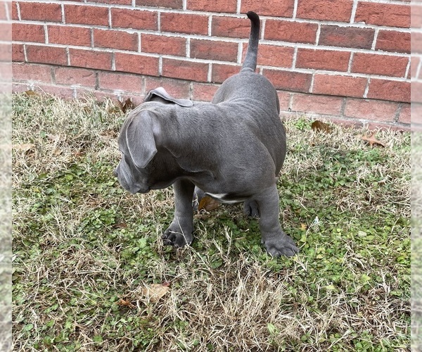 Medium Photo #4 American Bully Puppy For Sale in UPPER MARLBORO, MD, USA