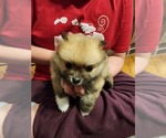 Small Pomeranian